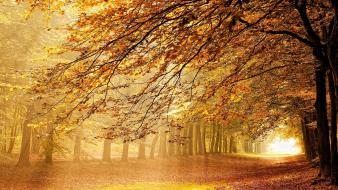 Autumn leaves fallen golden landscapes wallpaper