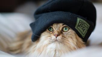 Ben torode animals caps cats wallpaper