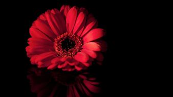 Black background flowers wallpaper