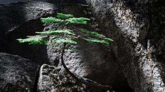 Black gray green landscapes moss wallpaper