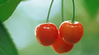 Cherries fruits leaves wallpaper