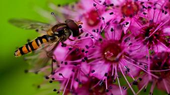Close-up flowers insects nature pink wallpaper
