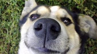 Dogs husky pets wallpaper