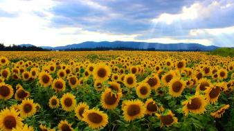 Fields flowers landscapes sunflowers yellow wallpaper