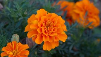 Flowers marigold wallpaper