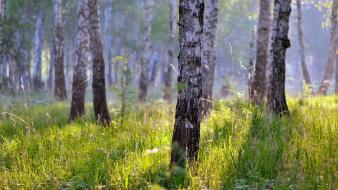 Forests landscapes nature skies wallpaper