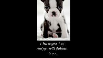 Funny hypno puppies wallpaper