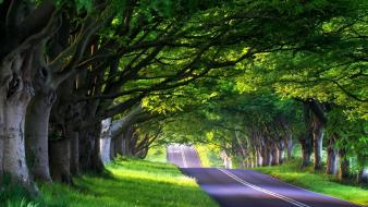 Green light nature roads trees wallpaper