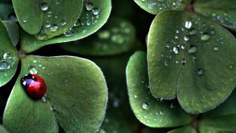 Ladybirds leaves nature water drops wallpaper