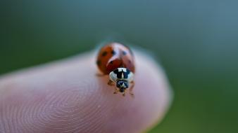 Nikon ladybirds macro nature wallpaper