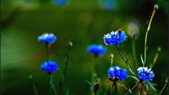 Aleksey yepanchintcev close-up macro nature wallpaper