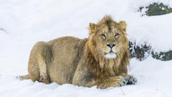 Animals big cats lions snow winter wallpaper