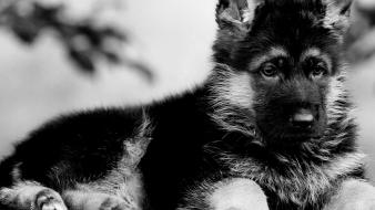 Animals black dogs puppies wallpaper