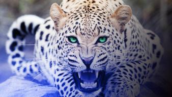 Animals leopards nature wildlife wallpaper