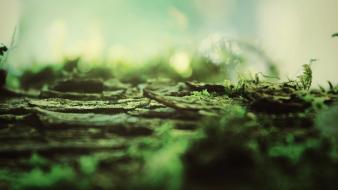 Bark grass moss nature plants wallpaper
