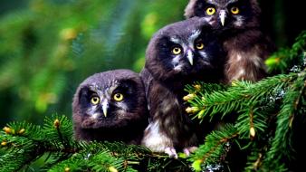 Birds owls wallpaper