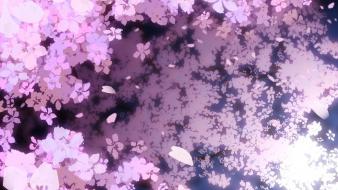 Blossoms cherry flower petals nature pink wallpaper