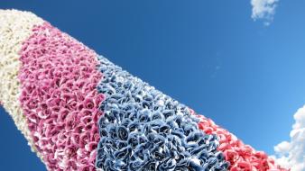 Bright flowers multicolor nature skies wallpaper