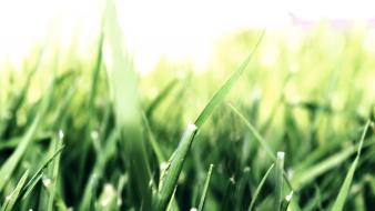 Canon camera grassland grass green landscapes wallpaper