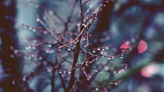 Drop leaves water wallpaper