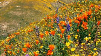 Flowers hills landscapes meadows wildflowers wallpaper