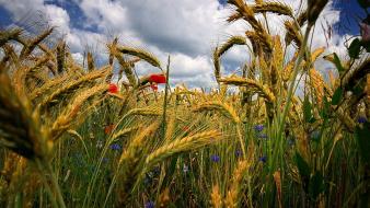 Flowers poppies wheat wildflowers wallpaper