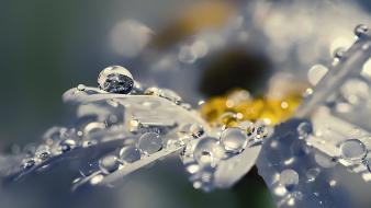 Flowers raindrops wallpaper