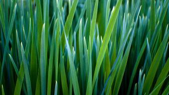 Grass macro nature wallpaper