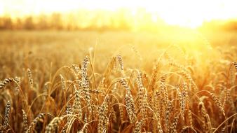 Sun macro wheat wallpaper