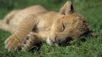 Animals baby cubs lions nature wallpaper