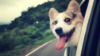 Animals dogs funny wallpaper