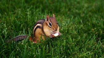 Animals nuts backyard chipmunks c4