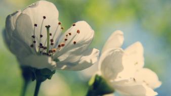 Artwork blossom bright lime photomanipulation colors yellow wallpaper