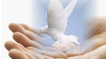 Birds doves hands wallpaper