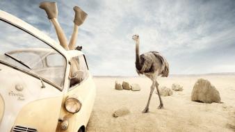Cars desert rocks funny ostrich upside down wallpaper