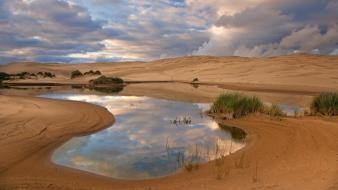 Landscapes nature beach forest national oregon dunes wallpaper