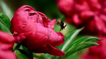Nature flowers bees wallpaper