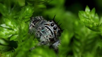 Nature leaves macro spiders jumping spider arachnids wallpaper