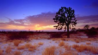 Sunset desert california mojave joshua tree wallpaper