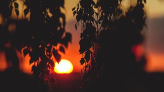 Sunset trees macro wallpaper