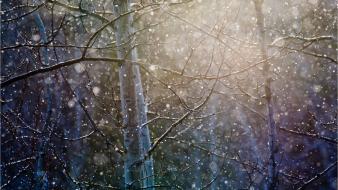 Trees branches wallpaper