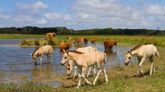 Water grass horses wallpaper