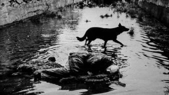 1979 andrei tarkovsky stalker (movie) grayscale wallpaper