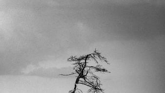 Andrei tarkovsky offret children grayscale movies wallpaper