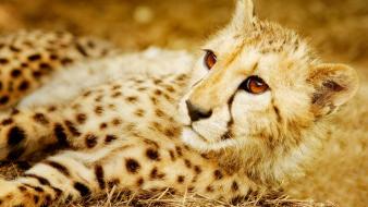 Animals big cats gepard wallpaper