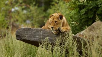 Animals big cats lions nature wallpaper