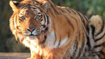 Animals big cats tigers wallpaper