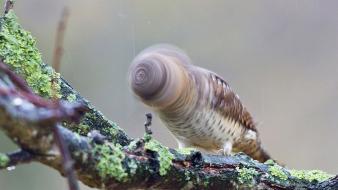 Animals birds funny wallpaper