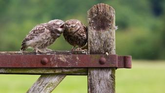 Animals birds owls wallpaper