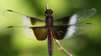 Animals dragonflies nature wallpaper